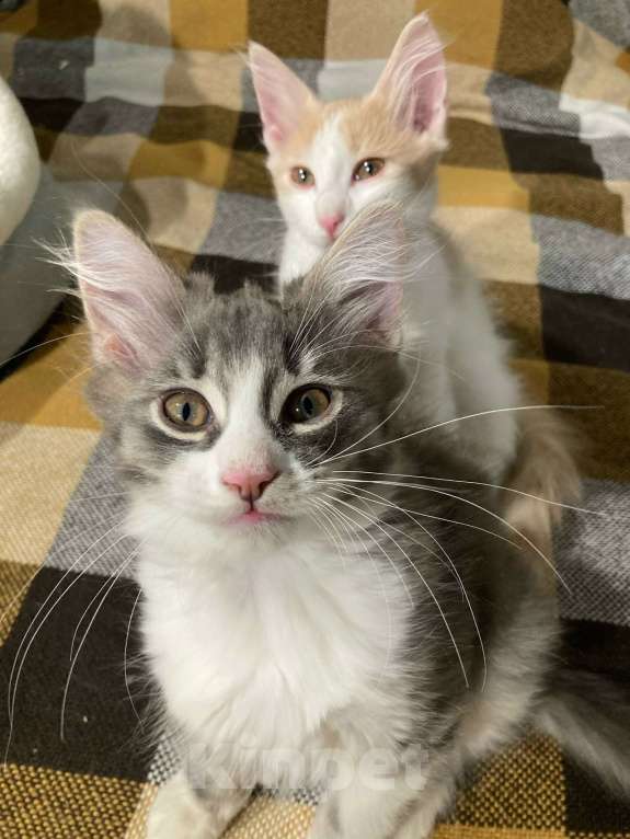 Кошки в Москве: Котенок от домашней кошки в дар ответственним Мальчик, Бесплатно - фото 1