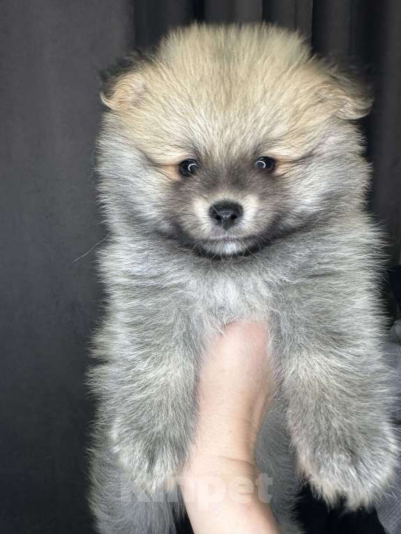 Собаки в Калининграде: Померанский шпиц  Мальчик, 20 000 руб. - фото 4