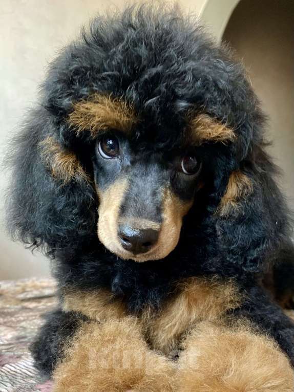 Собаки в Москве: Пудель фантом девочка Девочка, Бесплатно - фото 3