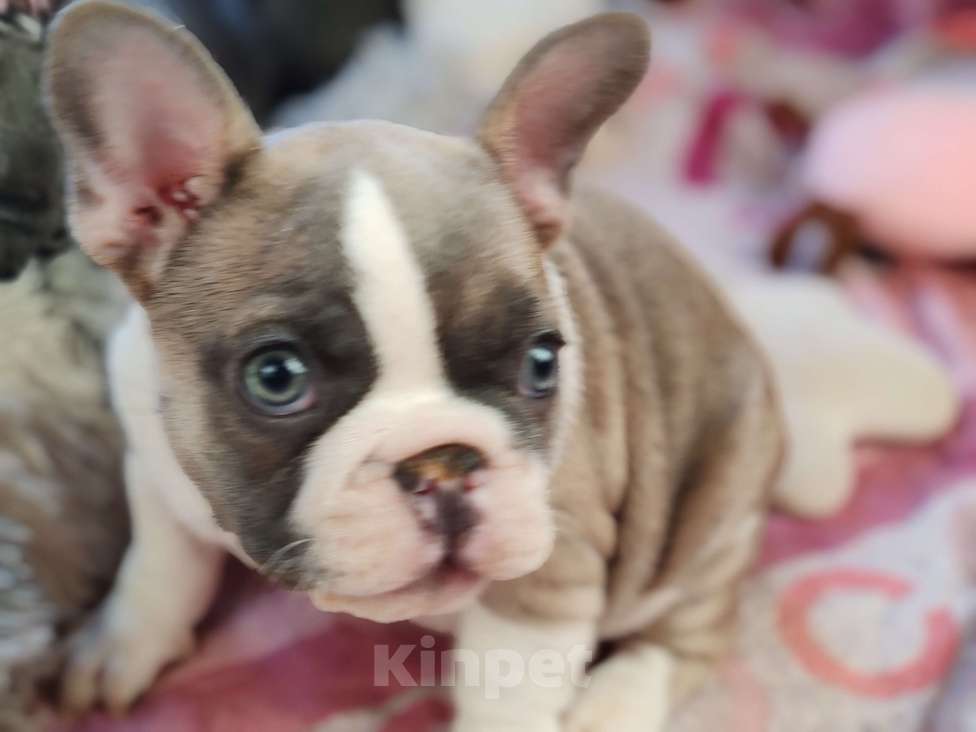 Собаки в Санкт-Петербурге: Шикарная шоколадная девочка Девочка, 50 000 руб. - фото 4