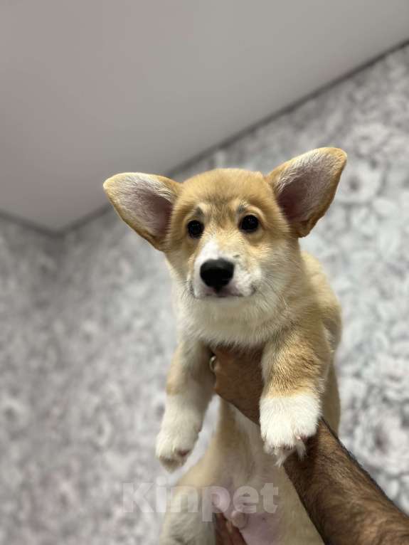 Собаки в Москве: Щенок Корги пемброк  Мальчик, 35 000 руб. - фото 5