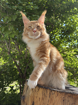 Котик мейн-кун