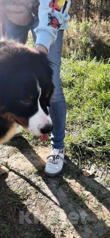 Собаки в Тобольске: Щенокберна Мальчик, 60 000 руб. - фото 2