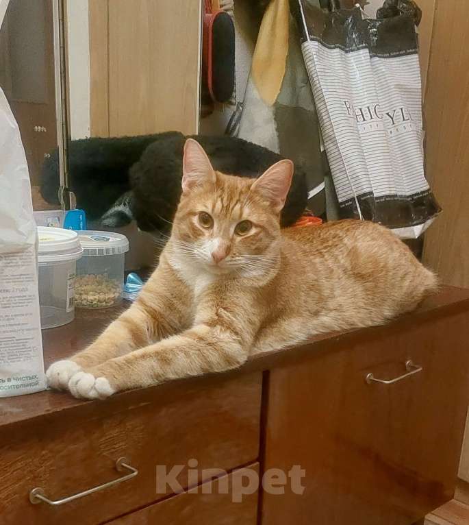 Кошки в других городах Московской области: Юник Мальчик, 20 000 руб. - фото 2