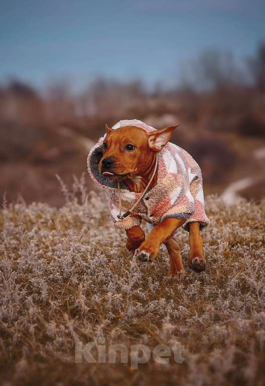 Собаки в Москве: Стильная девочка амстаффа  Девочка, 35 000 руб. - фото 3