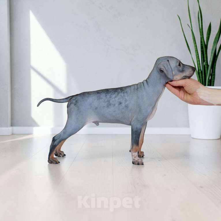 Собаки в Москве: Малыш агт черного окраса Мальчик, 25 000 руб. - фото 1