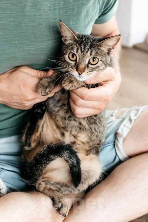 Кошки в Москве: Метис абиссинской породы Тасенька в добрые руки Девочка, 1 руб. - фото 6