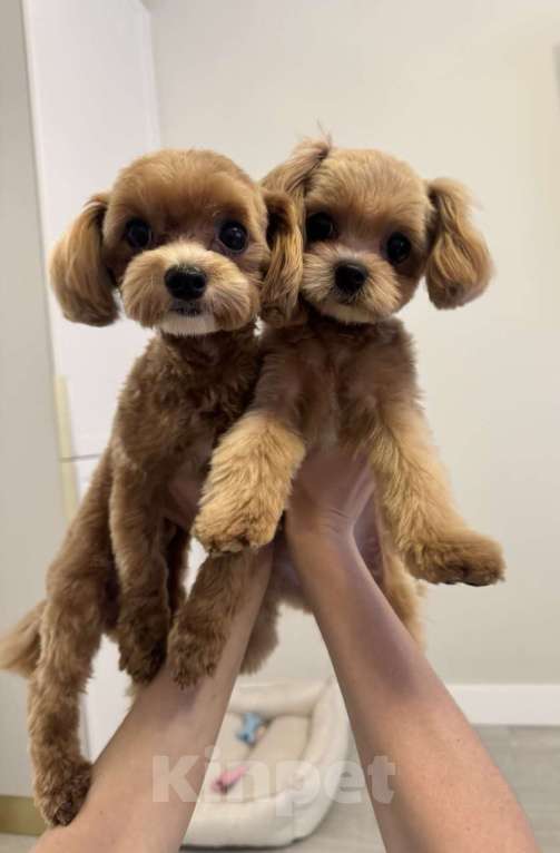 Собаки в Санкт-Петербурге: Мальтипу f1 Мальчик, 150 000 руб. - фото 5