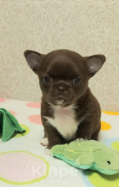 Собаки в Новосибирске: Шикарная шоколадная малышка.  Девочка, Бесплатно - фото 3