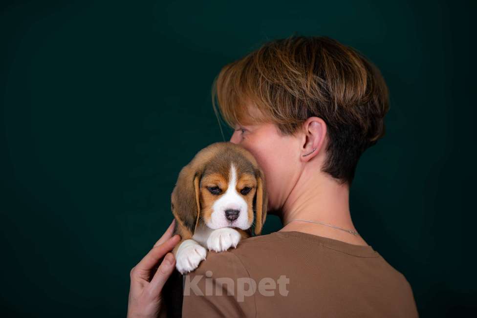 Собаки в Москве: Щенок Бигля питомник РКФ Мальчик, 70 000 руб. - фото 7