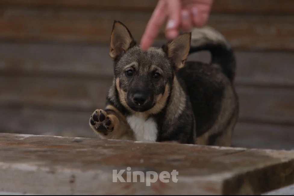 Собаки в Череповце: Шведский ВАЛЬХУНД  Девочка, Бесплатно - фото 5
