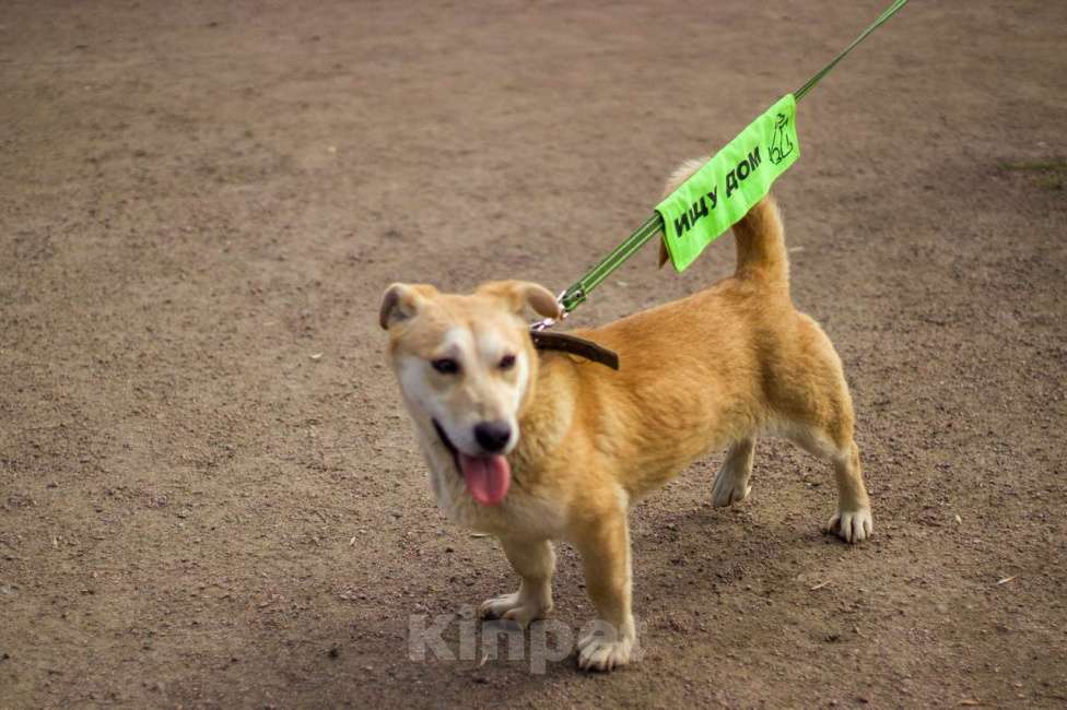 Собаки в Санкт-Петербурге: Собачка размером с корги ищет дом Девочка, Бесплатно - фото 1