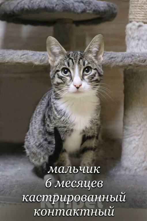 Кошки в Москве: В добрые руки: три черные кошечки Девочка, Бесплатно - фото 5