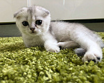 Кошки в Москве: шиншилла серебристая котенок Девочка, 25 000 руб. - фото 1