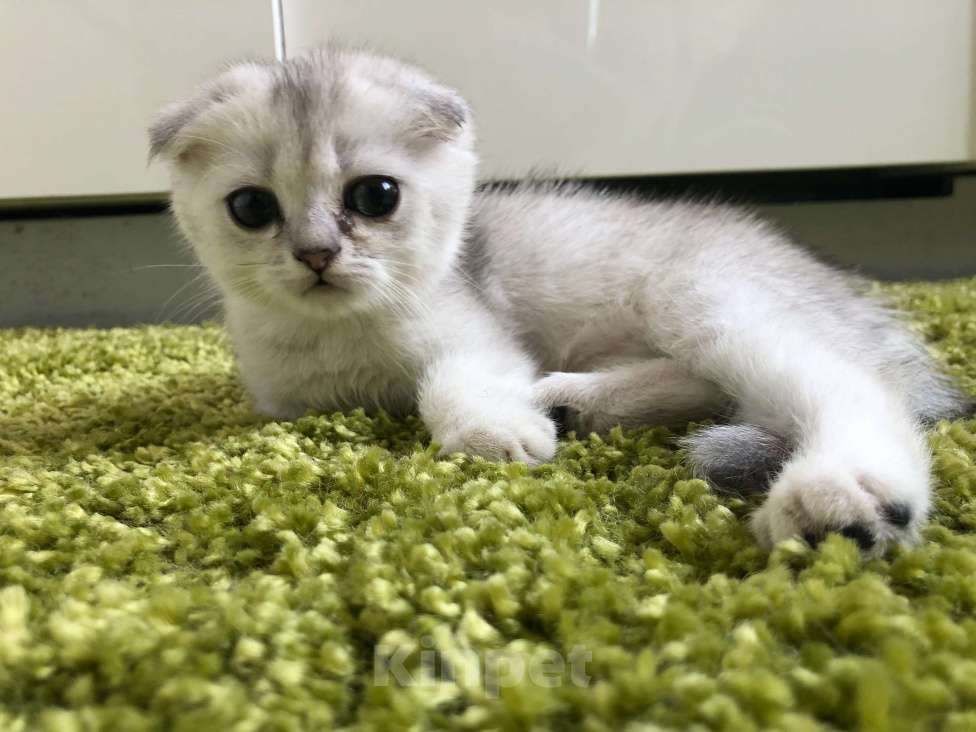 Кошки в Москве: шиншилла серебристая котенок Девочка, 25 000 руб. - фото 1