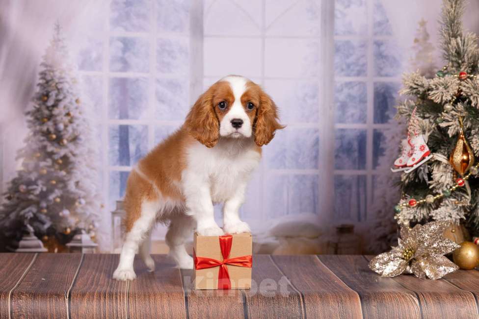 Собаки в Королеве: Кавалер Кинг Чарльз спаниель щенок девочка  Девочка, 75 000 руб. - фото 10