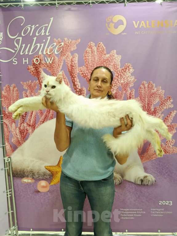 Кошки в Москве: Котёнок мейн-куна Мальчик, 90 000 руб. - фото 9