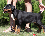 Собаки в Ульяновске: Элитный щенок добермана Девочка, 60 000 руб. - фото 3