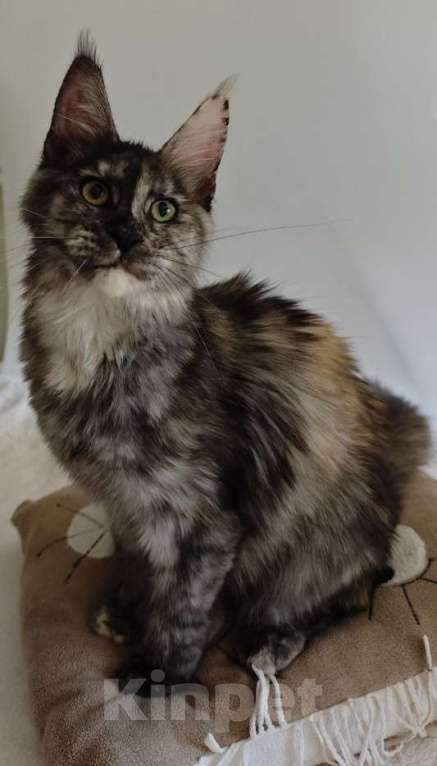Кошки в Чайковском: Девочка Мейн кун.  MCO окрас- fs (дымная черепаха ) Девочка, 35 000 руб. - фото 7