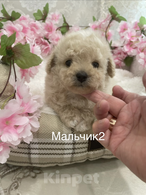 Собаки в Москве: Мальтипу  мини мальчики Мальчик, 55 000 руб. - фото 2
