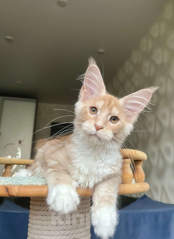 Кошки в Санкт-Петербурге: Мальчик мейн-кун Мальчик, 65 000 руб. - фото 2