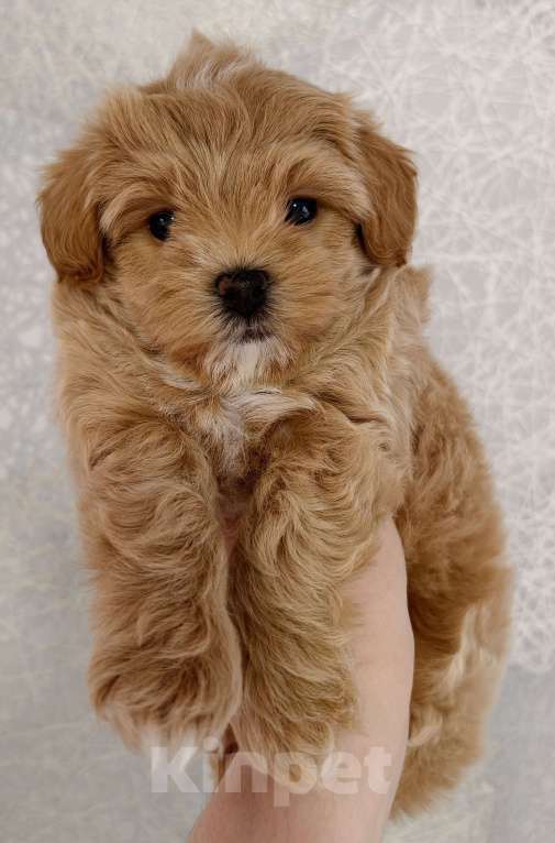 Собаки в Санкт-Петербурге: Щенки мальтипу f1 мини Девочка, Бесплатно - фото 5