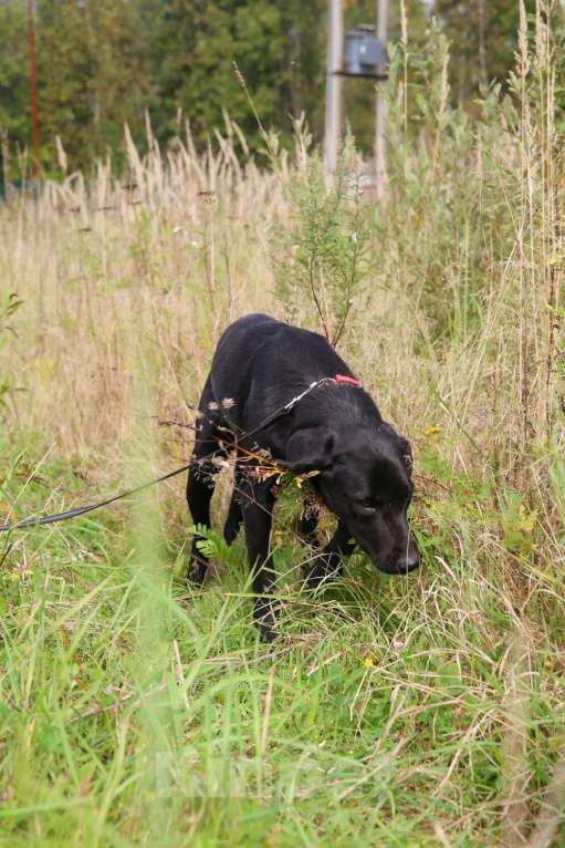 Собаки в Москве: Берта Девочка, Бесплатно - фото 19