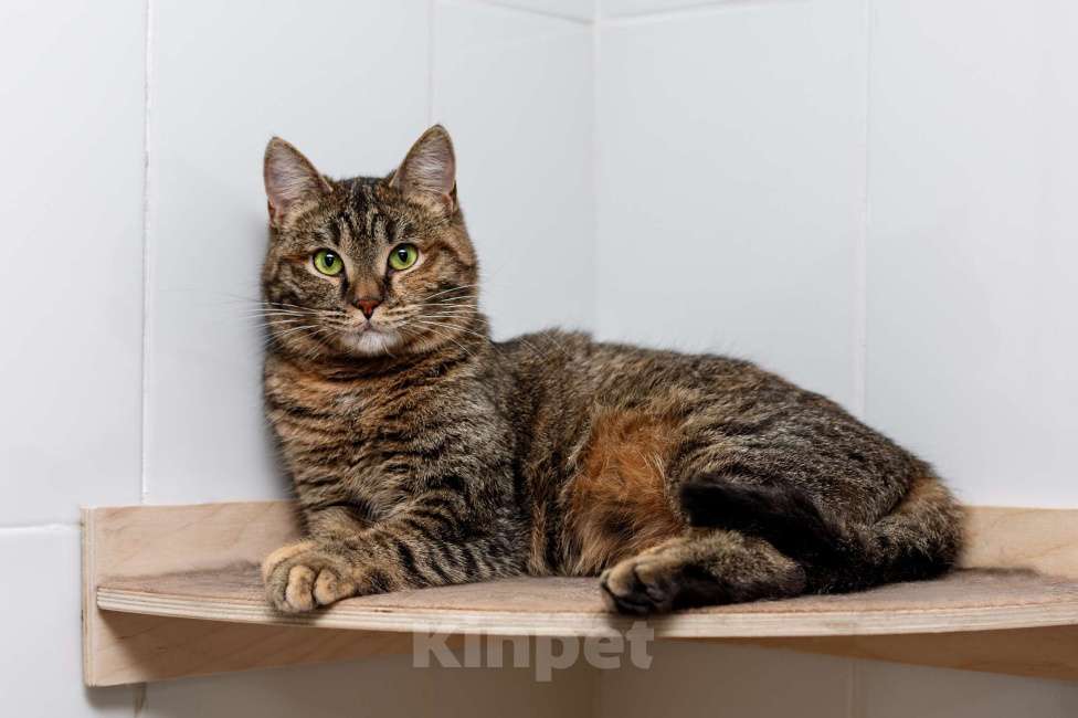 Кошки в Москве: В самые добрые руки Девочка, Бесплатно - фото 3