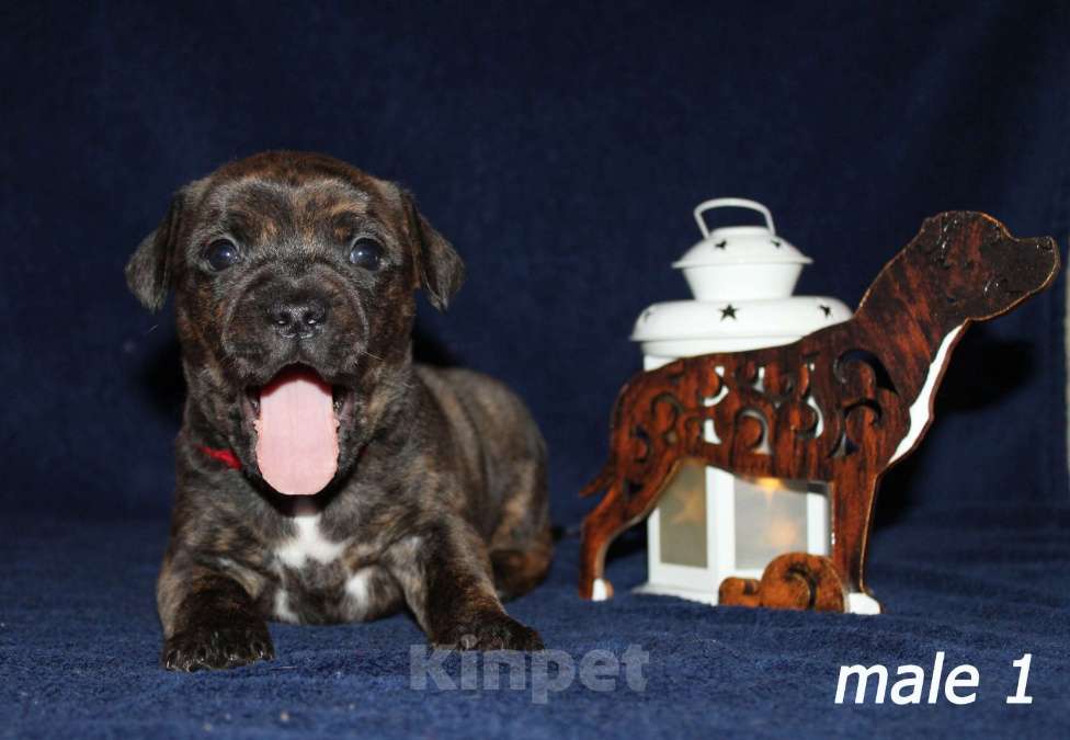 Собаки в Брянске: Стаффордширский бультерьер щенки Мальчик, 60 000 руб. - фото 1