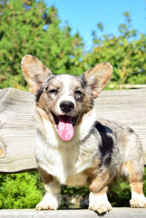 Собаки в Краснодаре: Корги Кардиган щенок мраморный  Мальчик, 65 000 руб. - фото 4