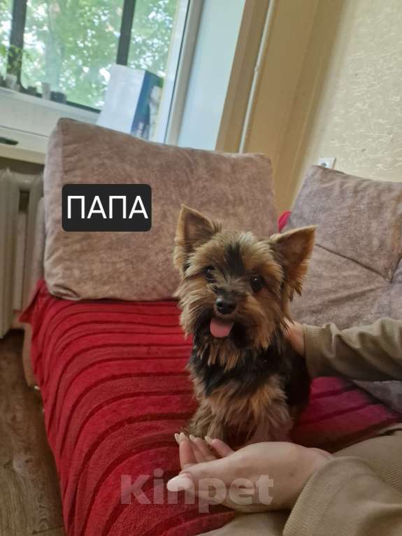 Собаки в Курске: Щенки йорка  Девочка, 22 000 руб. - фото 2