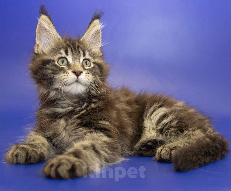 Кошки в Москве: Мейн кун котенок Девочка, Бесплатно - фото 4