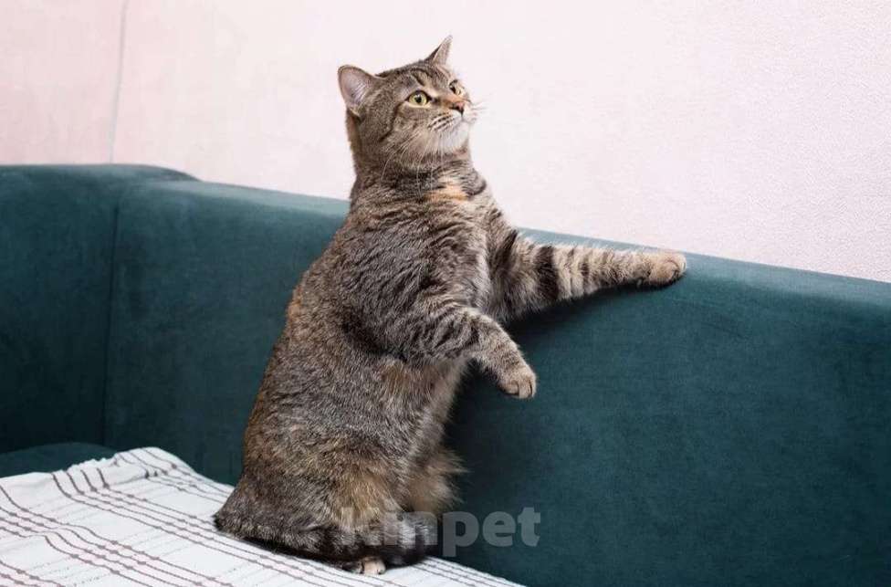 Кошки в Москве: Британская кошка Фенечка в самые добрые руки Девочка, 1 руб. - фото 2