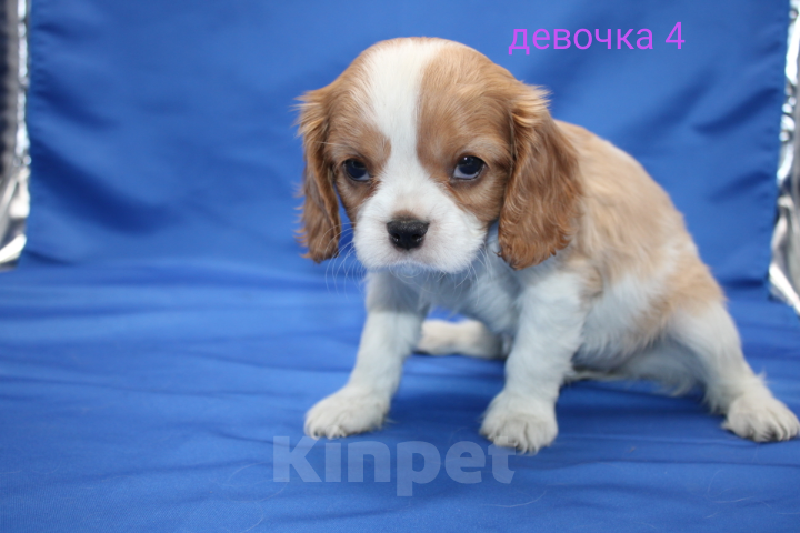 Собаки в Москве: Щенок кавалер кинг чарльз спаниель Девочка, 60 000 руб. - фото 4