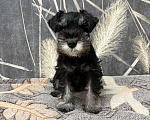 Собаки в Москве: Щенок Цвергшнауцера черный с серебром девочка. Девочка, 70 руб. - фото 2