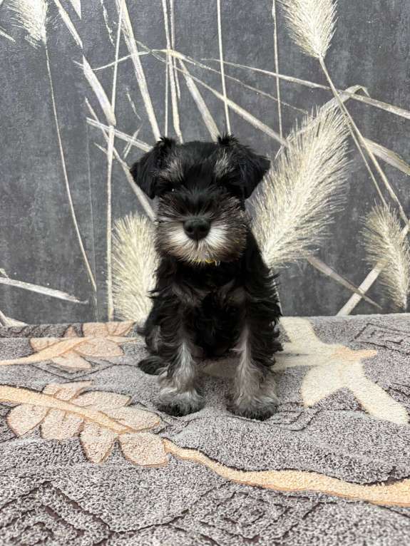 Собаки в Москве: Щенок Цвергшнауцера черный с серебром девочка. Девочка, 70 руб. - фото 2