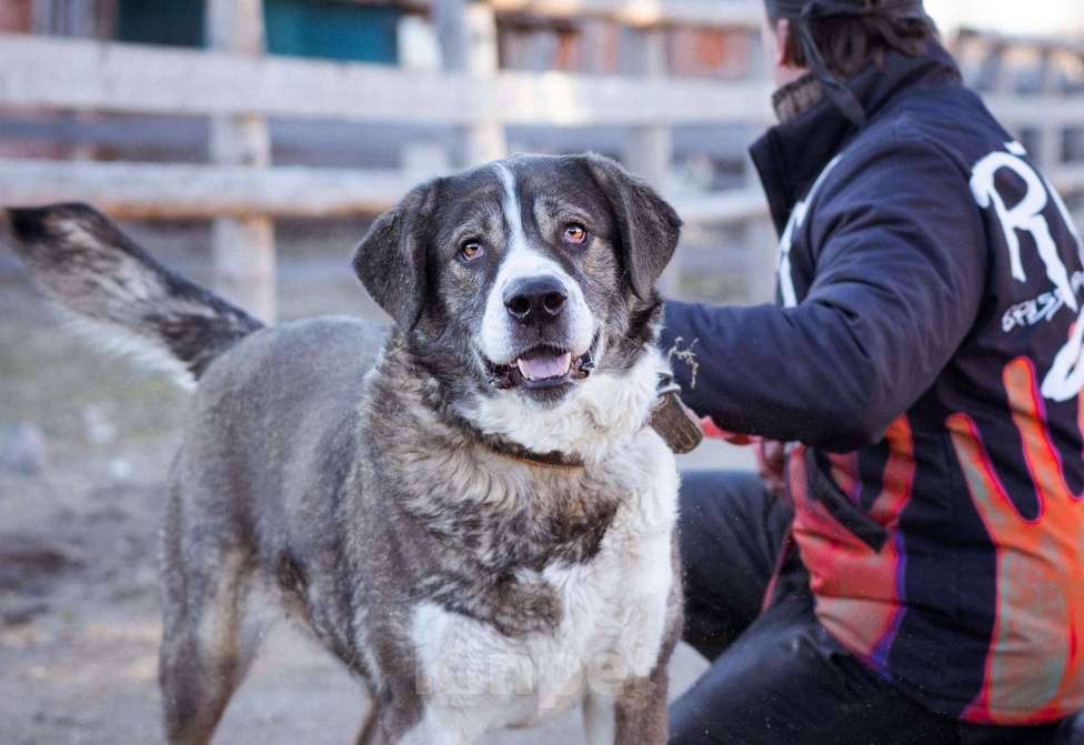Собаки в Москве: Собака прошедшая СВО и избежавшая усыпления в поисках самого лучшего дома! Девочка, Бесплатно - фото 5