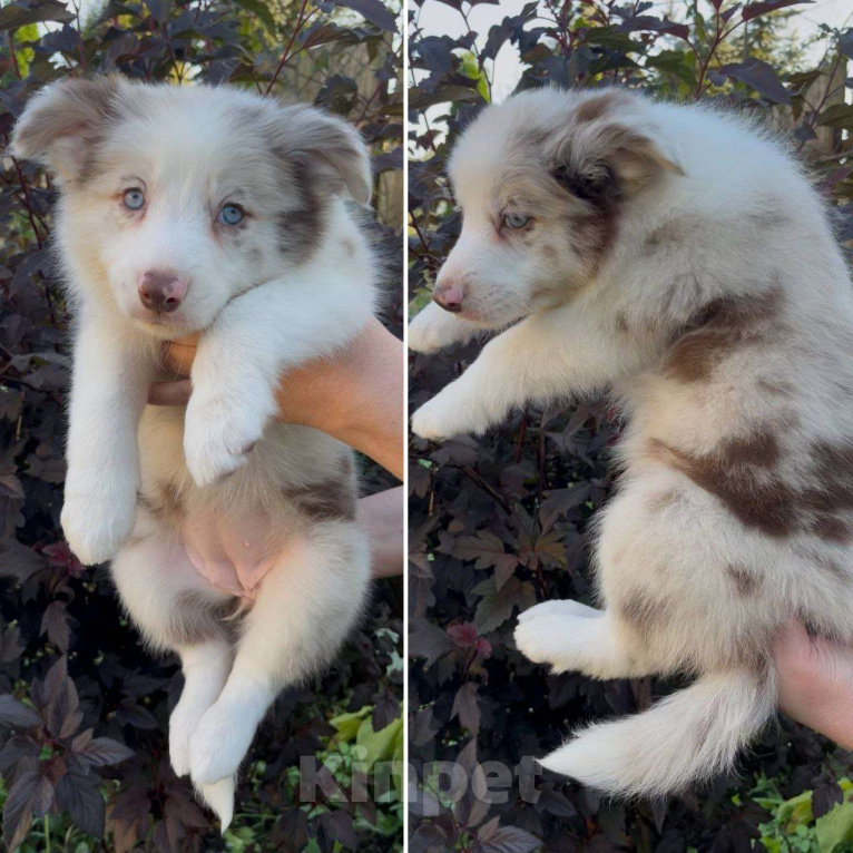 Собаки в других городах Московской области: Бордер колли шоколадные и мраморные мальчики Мальчик, 80 000 руб. - фото 1