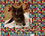 Кошки в Троицке: Котята мейн кун, 5 000 руб. - фото 3