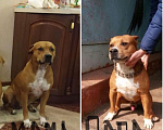 Собаки в Краснодаре: Питбуль на Вязку, 5 000 руб. - фото 10
