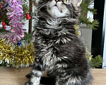 Кошки в Лянторе: Котятки мейн кун!!! Новогодние цены)), 10 000 руб. - фото 3