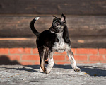 Собаки в Сергиеве Посаде: Щенок Бэлк ищет дом Мальчик, 100 руб. - фото 1
