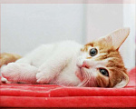 Кошки в Москве: Сладун - очаровательное котосоздание в дар хорошим людям Мальчик, 99 руб. - фото 2