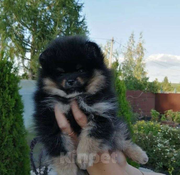 Собаки в Самаре: Детки шпица из питомника Девочка, Бесплатно - фото 3