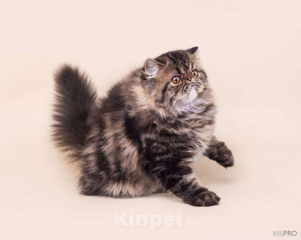 Кошки в Новосибирске: Персидский мальчик Мальчик, 35 000 руб. - фото 2