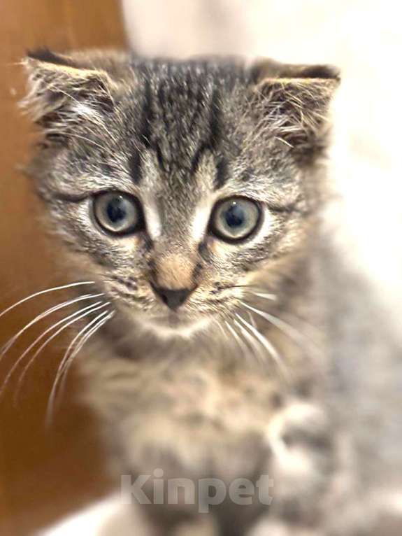 Кошки в Москве: Вислоухий Паша. Котенок в добрые руки. Мальчик, Бесплатно - фото 2