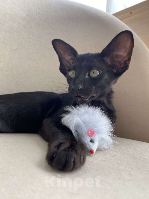 Кошки в Анапе: Ориентальный котенок Мальчик, 75 000 руб. - фото 3