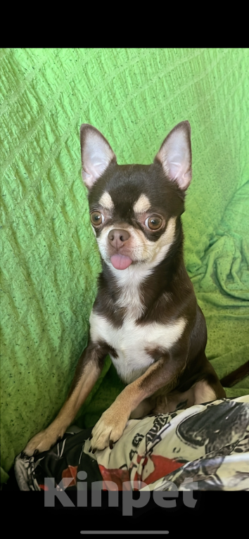 Собаки в Оренбурге: Пропал чихуа хуа Мальчик, 15 000 руб. - фото 2