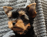 Собаки в Щелково: Кобель Йоркширского терьера  Мальчик, 25 000 руб. - фото 3