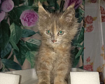 Кошки в Кемерово: Котята мейн-кун  Девочка, 7 000 руб. - фото 2